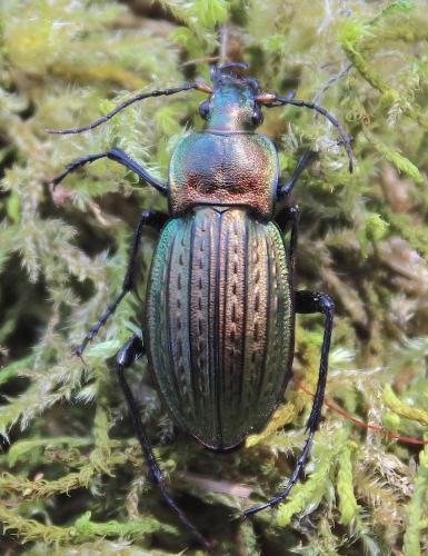 Réf. 201 883 : Carabus cancellatus